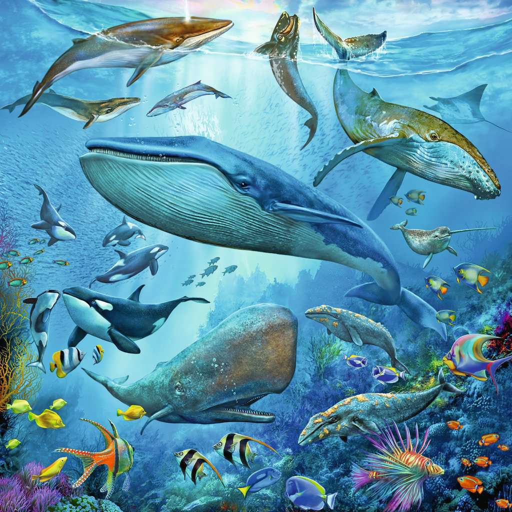 El Mundo Animal del Oceano: Rompecabezas 3 x 49 Piezas Ravensburger