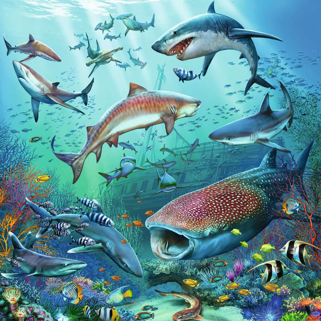 El Mundo Animal del Oceano: Rompecabezas 3 x 49 Piezas Ravensburger