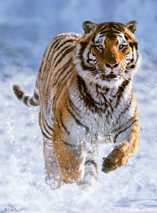 Tigre en la Nieve: Rompecabezas 500 Piezas Ravensburger