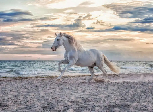 Caballo en la Playa: Rompecabezas 500 Piezas Ravensburger