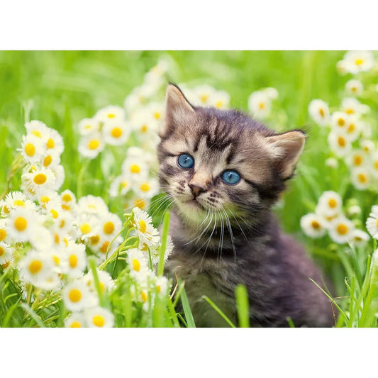 Gatito en el Prado : Rompecabezas 500 Piezas Ravensburger