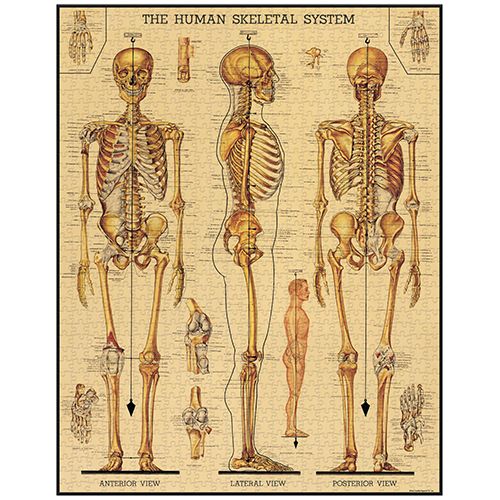 Rompecabezas Vintage Skeletal System